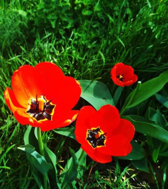 Çiçek açan güzel laleler, doğal arka plan. 