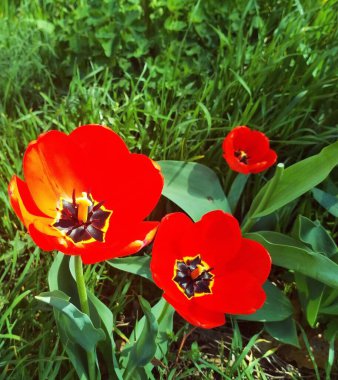 Çiçek açan güzel laleler, doğal arka plan. 