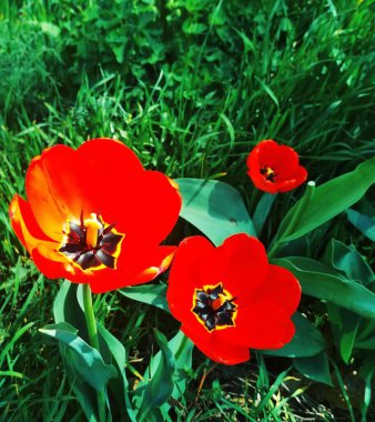 Çiçek açan güzel laleler, doğal arka plan. 