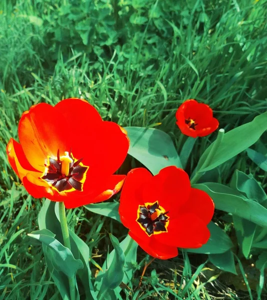 Vackra Tulpaner Blom Naturlig Bakgrund — Stockfoto