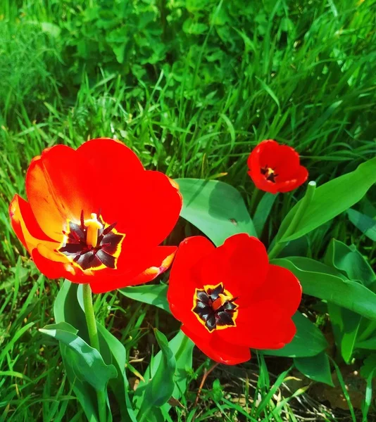 Beautiful Tulips Blossom Natural Background — Stock Photo, Image