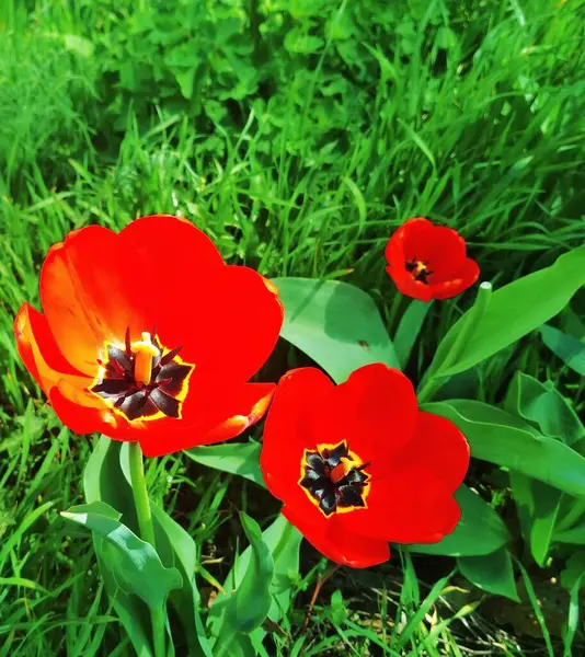 Vackra Tulpaner Blom Naturlig Bakgrund — Stockfoto