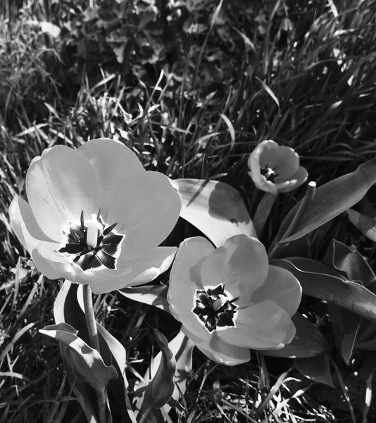 Belles Tulipes Fleur Fond Naturel — Photo