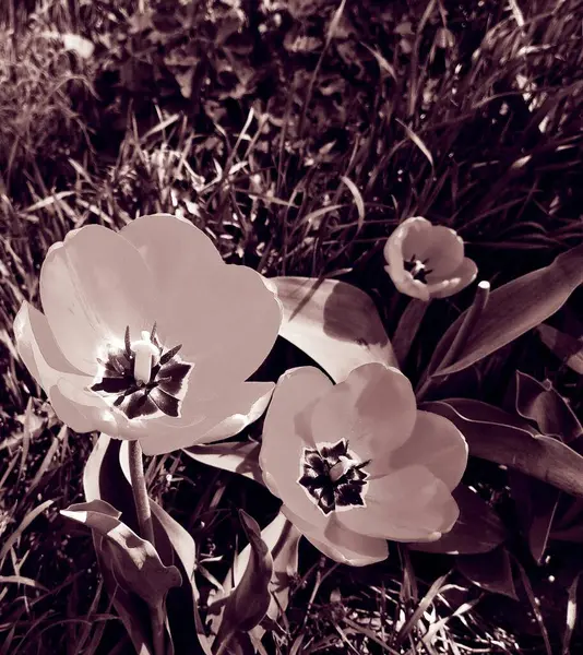 Hermosos Tulipanes Flor Fondo Natural —  Fotos de Stock