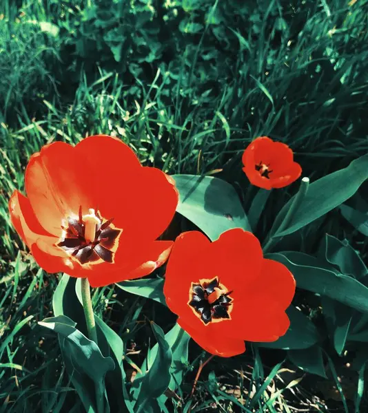 Hermosos Tulipanes Flor Fondo Natural —  Fotos de Stock