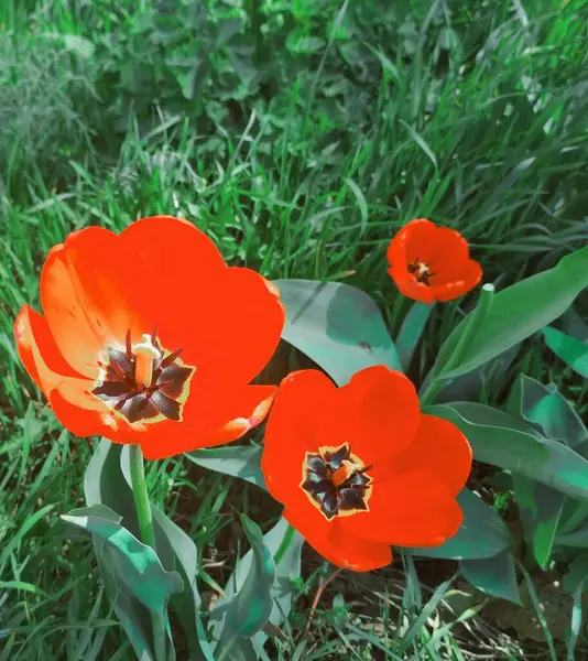 Beautiful Tulips Blossom Natural Background — Stock Photo, Image