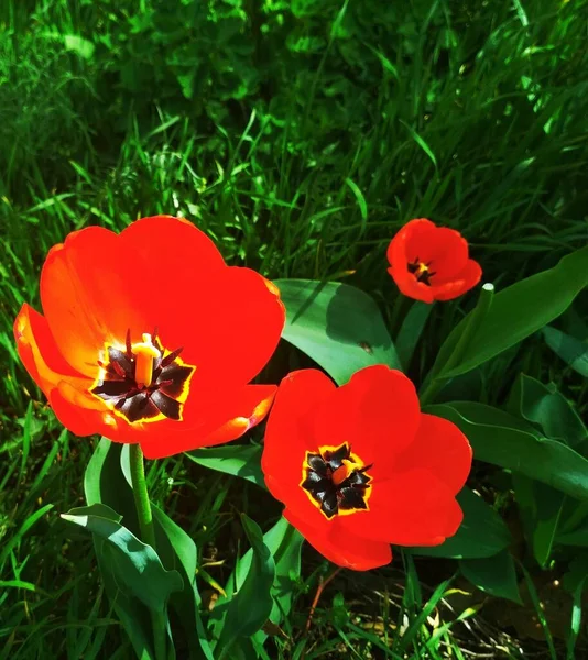 Beautiful Tulips Blossom Natural Background — Stock Photo, Image