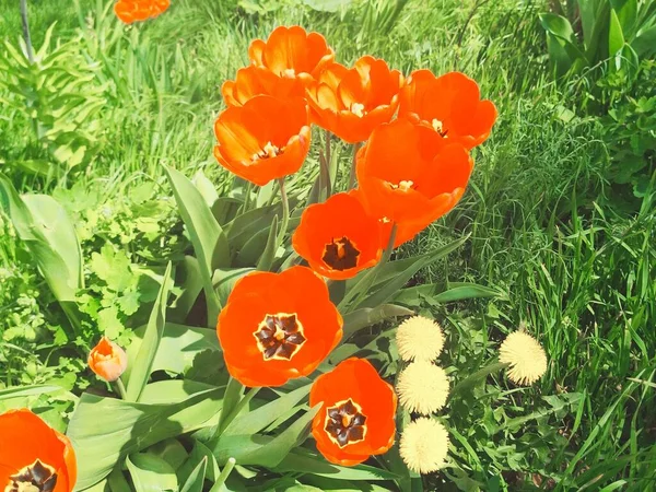 Beautiful Tulips Blossom Natural Background — Stock Photo, Image