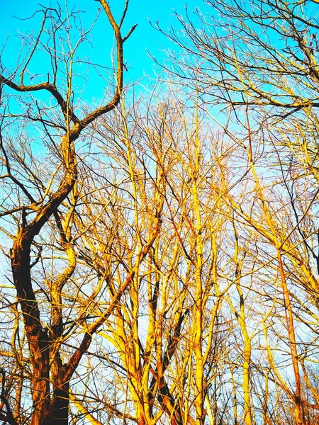 Bare Winterbomen Draaien Buigen Tegen Achtergrond Van Blauwe Wolkenloze Hemel — Stockfoto