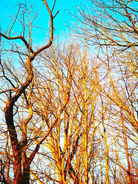 Bare Winter Trees Twisting Bending Background Blue Cloudless Sky — Stock Photo, Image