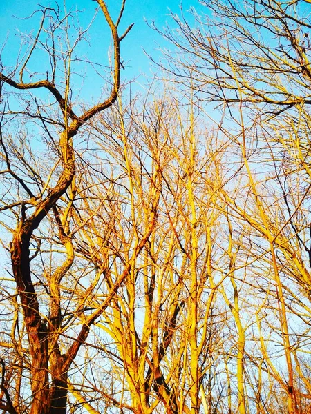 Bare Winterbomen Draaien Buigen Tegen Achtergrond Van Blauwe Wolkenloze Hemel — Stockfoto
