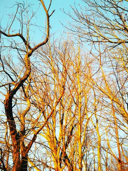 Árvores Inverno Nuas Torcendo Dobrando Contra Fundo Céu Azul Sem — Fotografia de Stock