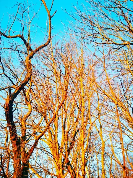 Bare Winterbomen Draaien Buigen Tegen Achtergrond Van Blauwe Wolkenloze Hemel — Stockfoto