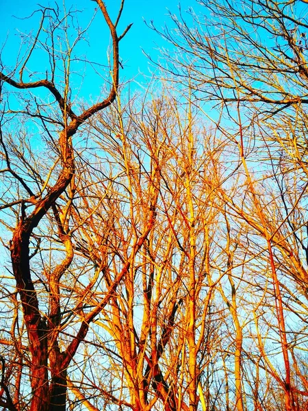 Gołe Zimowe Drzewa Wirują Zginają Się Tle Błękitnego Bezchmurnego Nieba — Zdjęcie stockowe