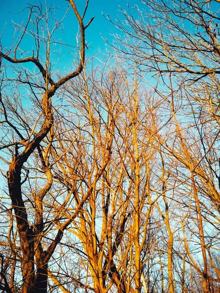 在蓝天无云的背景下 裸露的冬树扭动着弯着身子 — 图库照片