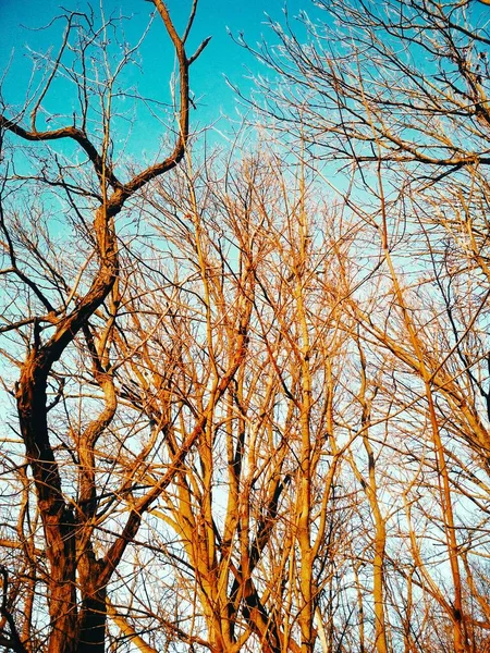 Gołe Zimowe Drzewa Wirują Zginają Się Tle Błękitnego Bezchmurnego Nieba — Zdjęcie stockowe