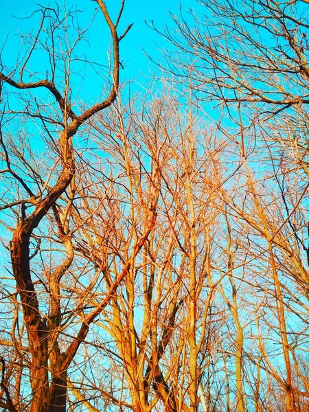 Mavi Bulutsuz Gökyüzünün Arka Planında Kıvrılıp Bükülen Çıplak Kış Ağaçları — Stok fotoğraf