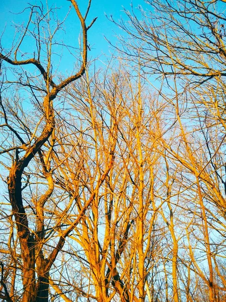 Árvores Inverno Nuas Torcendo Dobrando Contra Fundo Céu Azul Sem — Fotografia de Stock