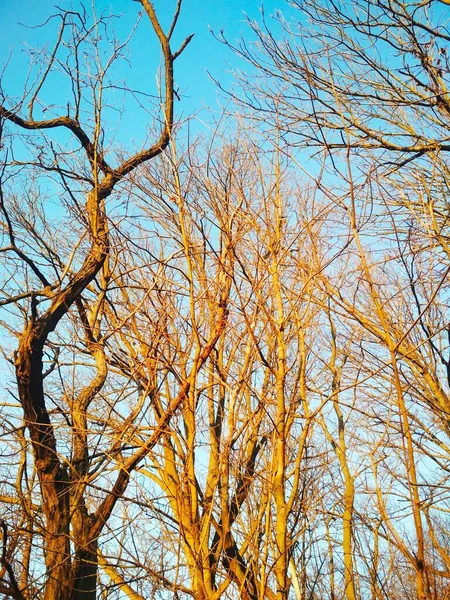 Alberi Invernali Spogli Che Attorcigliano Piegano Sullo Sfondo Del Cielo — Foto Stock