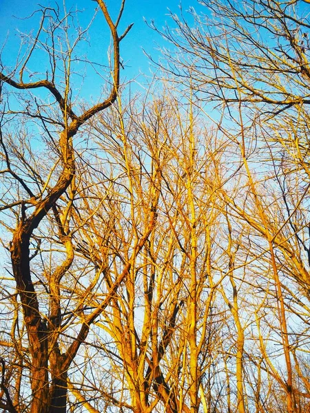 Árboles Desnudos Invierno Torciéndose Doblándose Sobre Fondo Del Cielo Azul — Foto de Stock