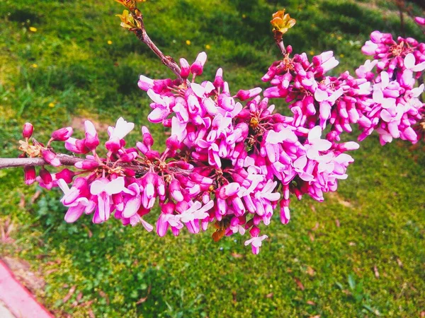 Рожеве Яблуко Цвітіння Природний Фон Щорічна Весна — стокове фото