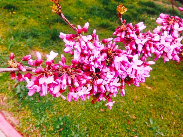 Árvore Maçã Rosada Flor Fundo Natural Primavera Anual — Fotografia de Stock