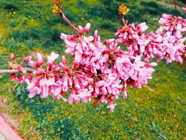 Rosy Äppelträd Blom Naturlig Bakgrund — Stockfoto