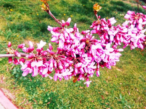 Розовая Яблоня Цвету Природный Фон Весна — стоковое фото