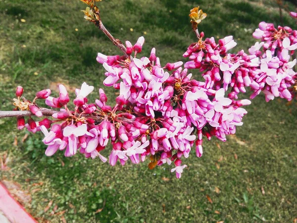 花の中のバラのリンゴの木 自然背景 毎年春 — ストック写真