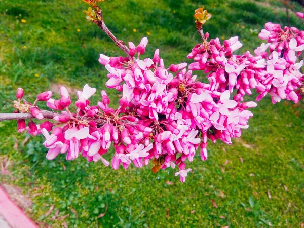 Árvore Maçã Rosada Flor Fundo Natural Primavera Anual — Fotografia de Stock