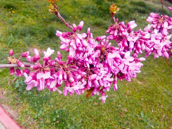 Melo Rosato Fiore Sfondo Naturale Primavera Annuale — Foto Stock