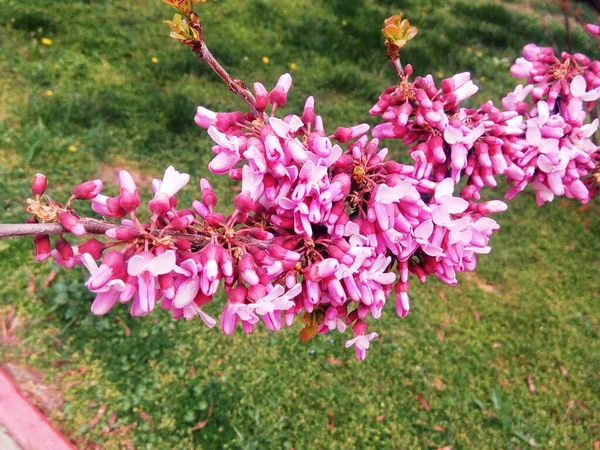 Melo Rosato Fiore Sfondo Naturale Primavera Annuale — Foto Stock