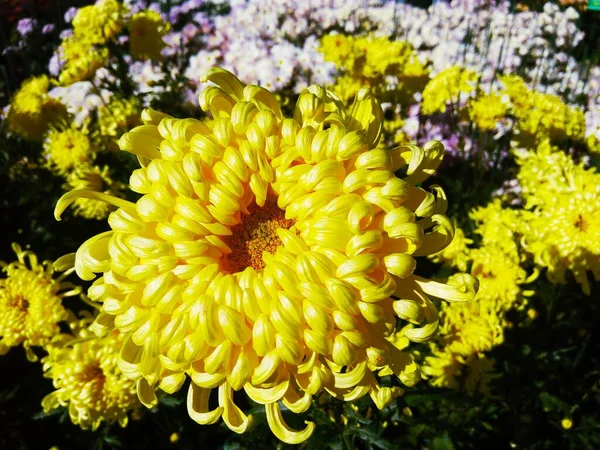 Gul Aster Full Blom Naturlig Sommar Bakgrund — Stockfoto