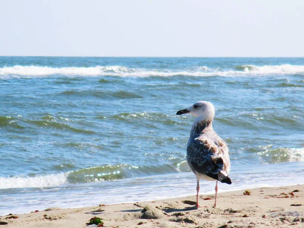 Gaviota Mar Pie Mirando Cuidadosamente Mar Fondo Natural — Foto de Stock