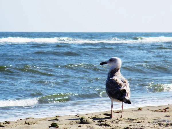 Gaviota Mar Pie Mirando Cuidadosamente Mar Fondo Natural — Foto de Stock