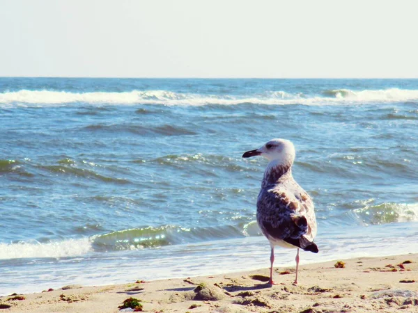 Gaivota Mar Olhando Atentamente Para Mar Fundo Natural — Fotografia de Stock