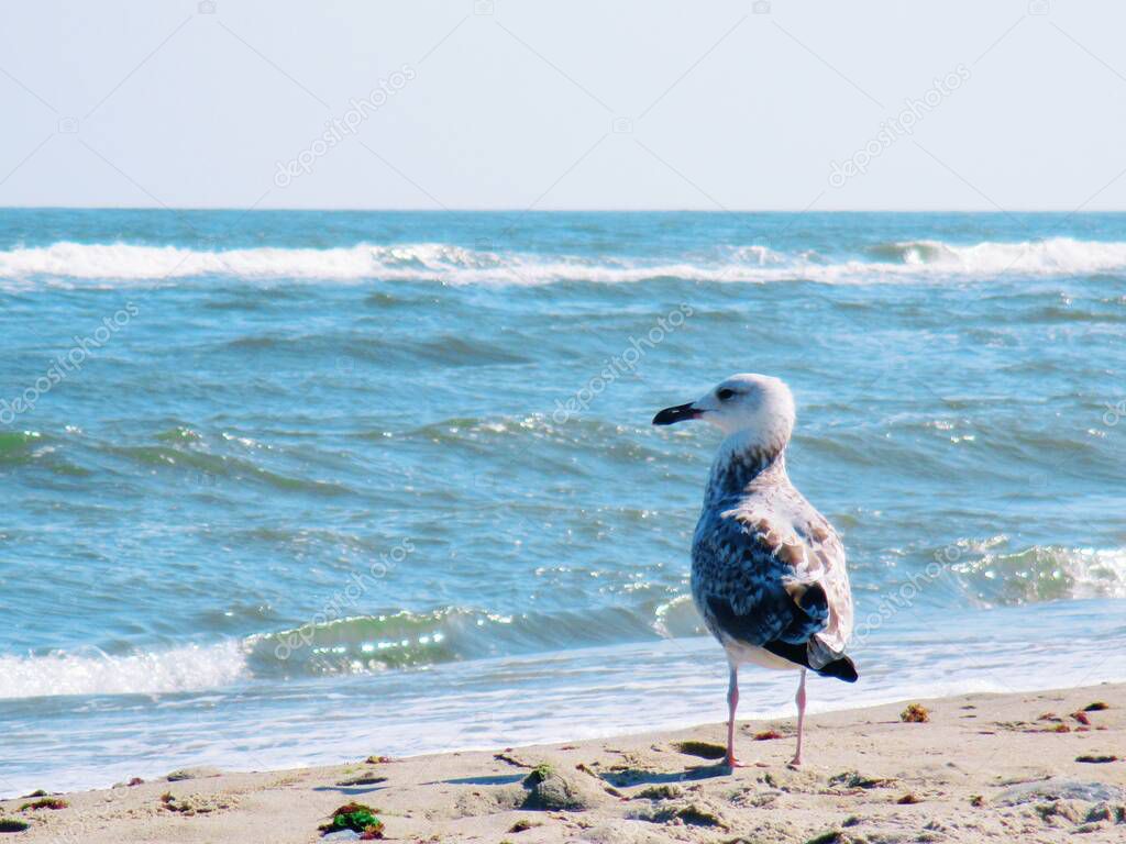 Sea gull standing and looking thoughtfully at the sea, natural background 