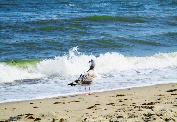 Gaviota Mar Pie Mirando Cuidadosamente Mar Fondo Natural — Foto de Stock