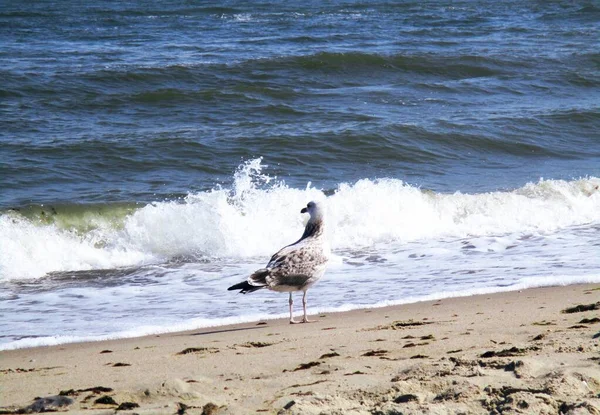 Gaviota Mar Pie Mirando Cuidadosamente Mar Fondo Natural — Foto de Stock