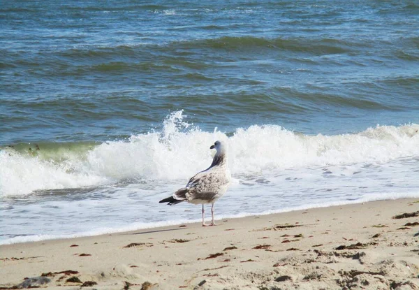 Möwe Stehend Und Nachdenklich Auf Das Meer Blickend Natürlicher Hintergrund — Stockfoto