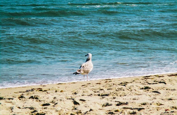 Gaivota Mar Olhando Atentamente Para Mar Fundo Natural — Fotografia de Stock