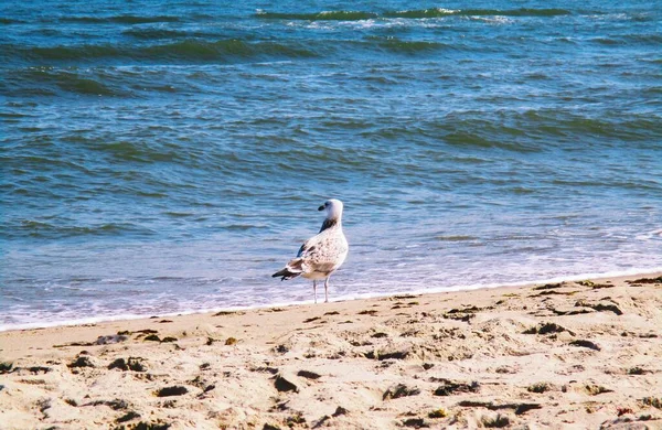 Sea Gull Standing Looking Thoughtfully Sea Natural Background — Stock Photo, Image