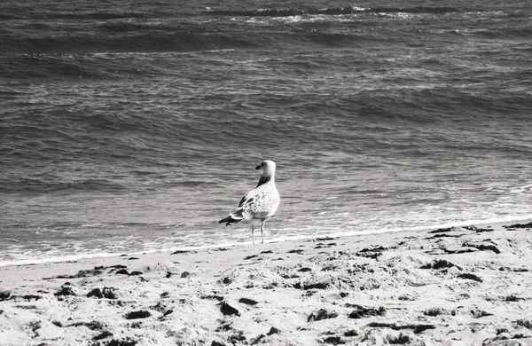 Möwe Stehend Und Nachdenklich Auf Das Meer Blickend Natürlicher Hintergrund — Stockfoto