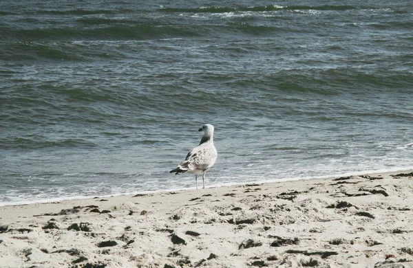 Gaviota Mar Pie Mirando Cuidadosamente Mar Fondo Natural — Foto de Stock