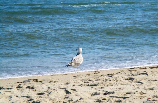 Gaviota Mar Pie Mirando Cuidadosamente Mar Fondo Natural — Foto de Stock