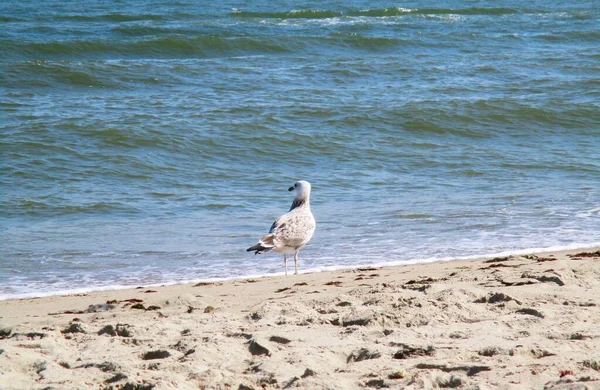 Gaivota Mar Olhando Atentamente Para Mar Fundo Natural — Fotografia de Stock