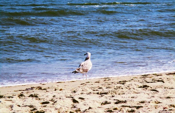 Möwe Stehend Und Nachdenklich Auf Das Meer Blickend Natürlicher Hintergrund — Stockfoto