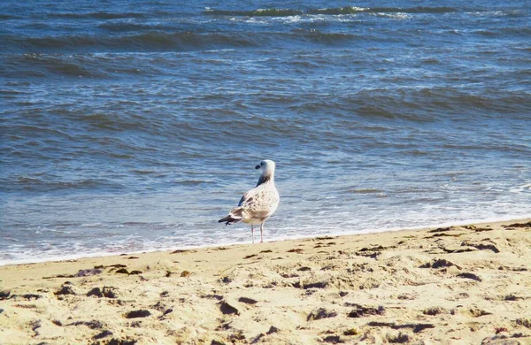Θαλασσινός Γλάρος Στέκεται Και Κοιτάζει Προσοχή Θάλασσα Φυσικό Υπόβαθρο — Φωτογραφία Αρχείου