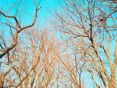 Mavi bulutsuz gökyüzünün arka planında dalları bükülen ve bükülen çıplak kış ağaçları 