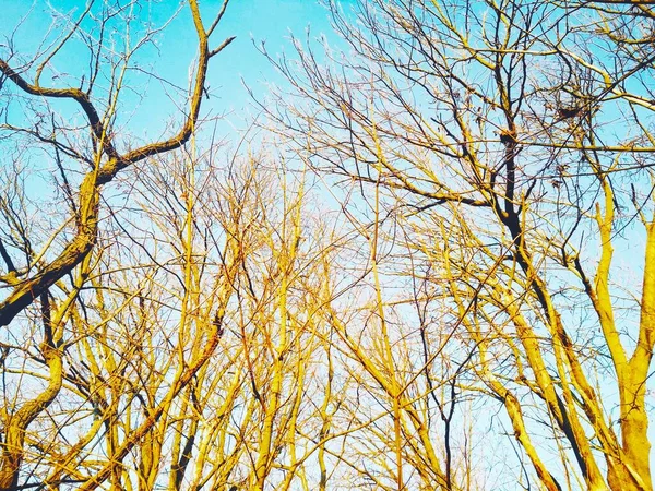 Bare Winterbomen Met Takken Buigen Draaien Tegen Achtergrond Van Blauwe — Stockfoto